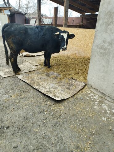 Коровы, быки: Продаю | Тёлка | Голштин | Для молока | Стельные