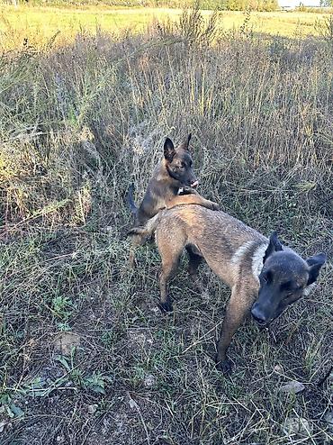 купить собаку лайку: Щенки бельгийской овчарки малиной (Malinois) - Тип: рабочая и — 3