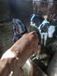 сколько стоит английский бульдог: Сатам | Бука (эркек) | Монбельярд | Сүт алуу үчүн