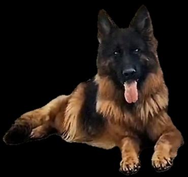 doberman balasi satilir: Alman çoban iti, 1 ay, Ünvandan götürmə, Ödənişli çatdırılma — 8