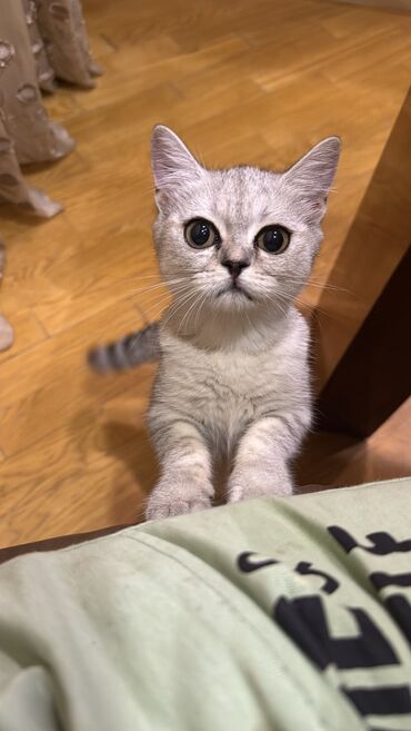американский вислоухий кот: Şotland