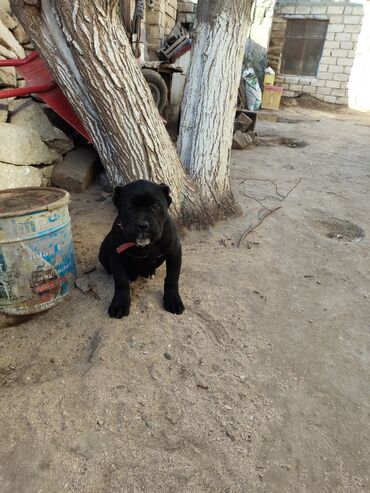 İtlər: Kane-Korso, 3 ay, Sənədli, Ödənişli çatdırılma, Ünvandan götürmə, Rayonlara çatdırılma — 14