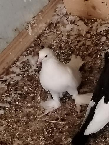 qus yuvalari: Salam erkeydi 10manat maşdagadi 0516831165 vatsapda var real alici — 4