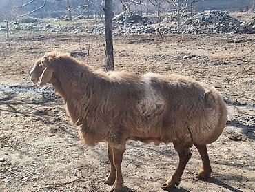 Баран, овца: Продаю | Баран (самец) | Арашан | Для разведения — 7