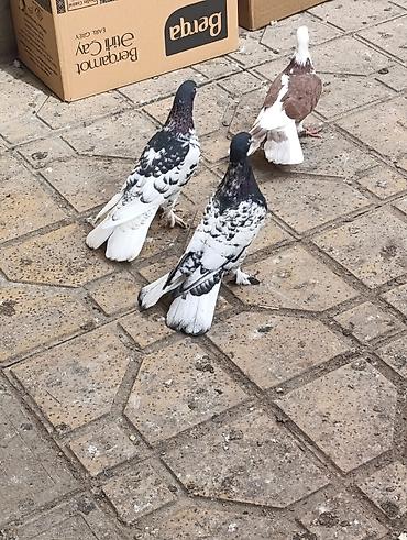 Göyərçinlər: Göyərçinlər satılır –tek cüt fərqi yoxdur kim görerem olsa münasib — 3