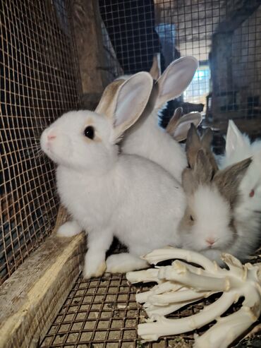 dovşan yemi: 🐰 Dekorativ Dovşanlar SATIŞDA! 🐰 Hər boyda bala və böyük dekorativ