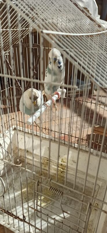 Tutuquşları: Salam vıstıfka ilə çexin qarışığı cütü 50 azn — 8