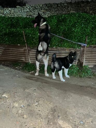 İtlər: Akita-inu, 5 ay, Dişi, Peyvəndli, Pulsuz çatdırılma