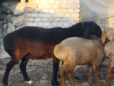 Бараны, овцы: Продаю | Овца (самка) | Арашан | Для разведения | Племенные — 2