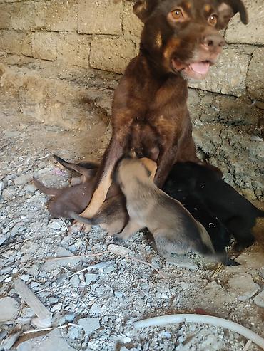 erkek it adlari: Zvonok, 1 ay, Dişi — 2