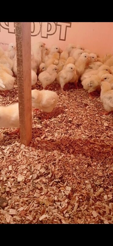 витамин для животных: Продаю | Цыплята