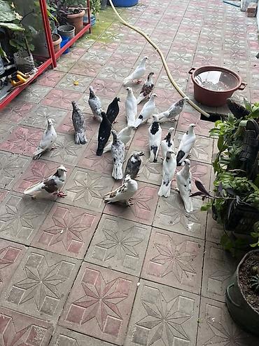 qaz quşu: Müxtəlif rəng çalarlarına malik ev göyərçinləri. Şəkillərdə ağ, qara — 2