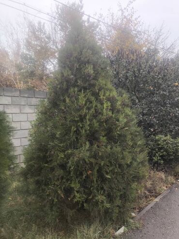 искусственный газон для футбольного поля: Продаю елки каждый по 10000 нужно самому выкопать из за этого так