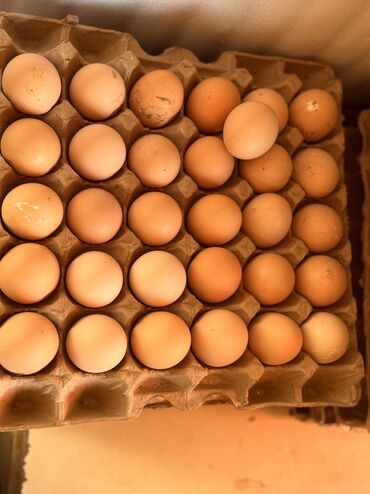 страусиное яйцо бишкек цена: Яицо оптом. Кремовое, с насышеным желтком, содержит витамины: А;В;С