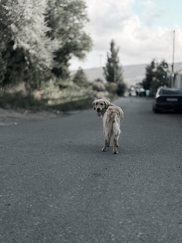 dog argentinian: Retriever, Sənədli — 3