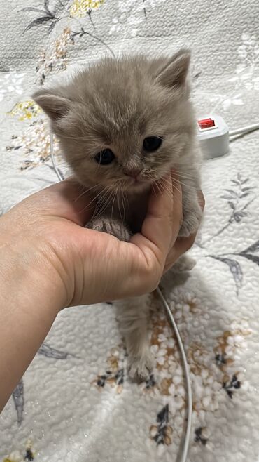 шотландский кот: Скотиш Страйт (Шотландская прямоухая), 1 месяц, Девочка, Лиловый