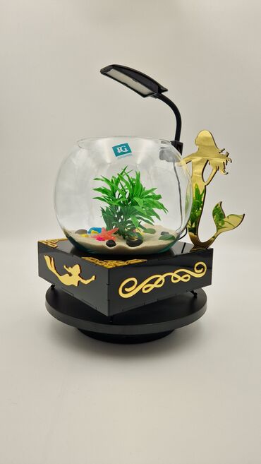 Akvariumlar: Yumru akvarium, Balıqlarla birlikdə, 3 l, Pulsuz çatdırılma — 2