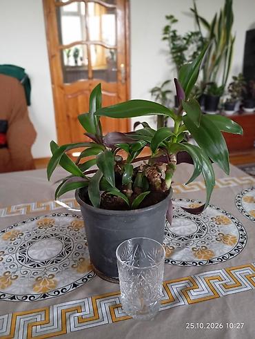 qül: Otaq bitkiləri – Sansevieria (Qayınana dili) və Hoya (mum çiçəyi) - — 10