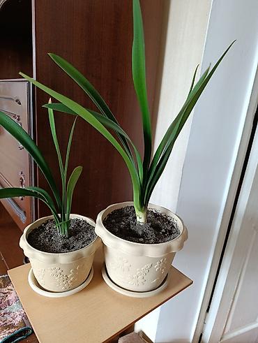 кливия белая купить: Кливия - здоровое, ухоженное растение, посажено в большой польский — 3