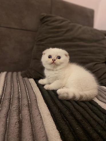Кошки: Шотландская вислоухая — 6