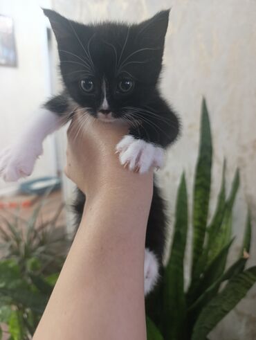 pişik sahiblendirilir: Yaxşı əllərə