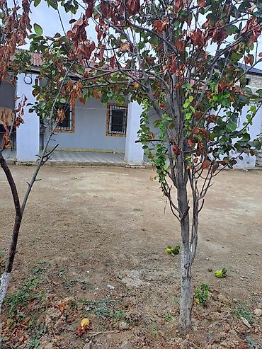Uzunmüddətli kirayə evlər: 45 kv. m, 2 otaqlı — 11
