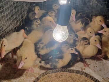 Сельхоз птицы: Yeni çıxmış lal ördək balaları at lalafo.az Сельхоз птицы: Yeni çıxmış lal ördək balaları