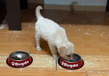 İtlər: Retriever, 2 ay, Dişi, Pulsuz çatdırılma lalafo.az -da İtlər: Retriever, 2 ay, Dişi, Pulsuz çatdırılma