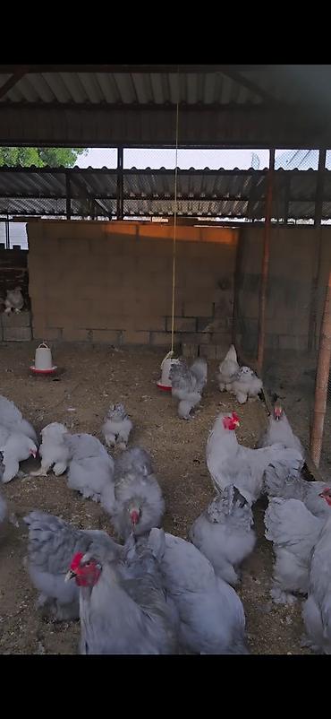 toyuq xoruz: Toyuq, Brama, Damazlıq — 5