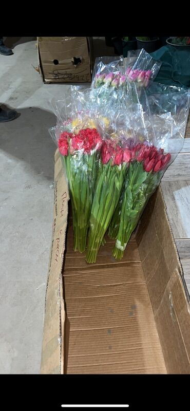 Цветы и букеты: Тюльпаны оптом. - Срезанные тюльпаны в упаковке, готовые к — 2