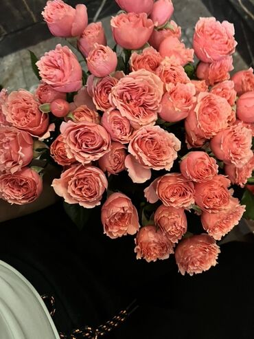 штамбовые розы фото цена: Луковицы цветка: Розы, Самовывоз