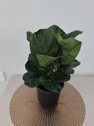 Папоротники: Калатея лонси калатея медальон — 7