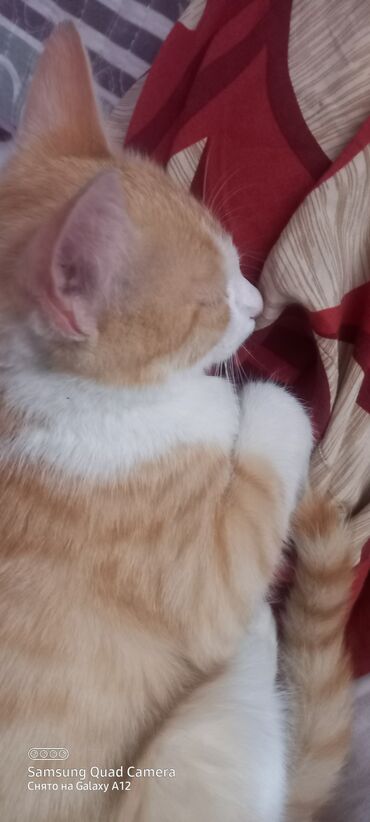 породистые козы: Кошка даром: Беспородная, Мальчик, Приучена к лотку