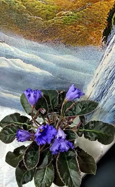 Фиалки и глоксинии: 🌱🌺🌱 Продаю сортовые ДЕТКИ стандартных фиалок🌱🌺🌱. Цены от 80-150 сом — 20