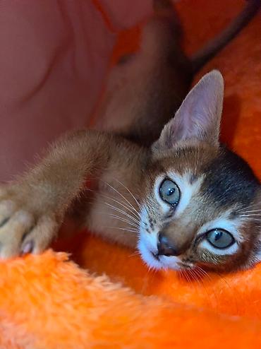 Мышыктар сатылат: 🐾 Абиссинские котята — очаровательные малыши в поисках любящих хозяев! — 3