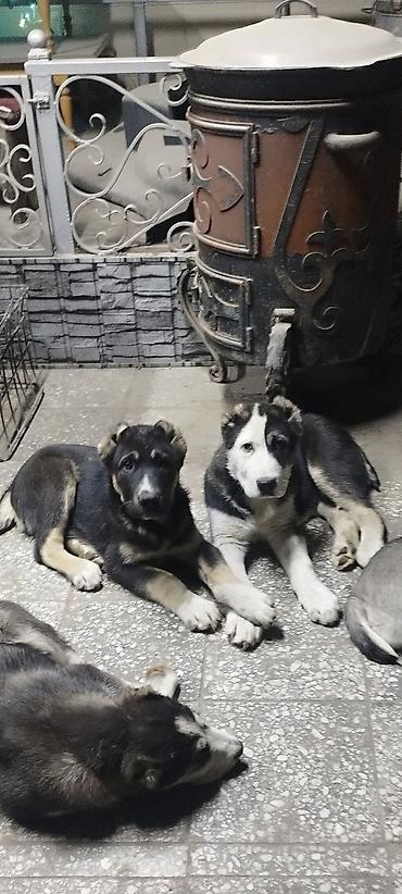 Продажа собак: Алабай, 3 месяца, Самец, С прививкой — 1