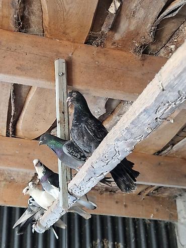 Другие с/х животные: Порода: СРОЧНО МОГУ ПРОДАТЬ ОПТОМ ЦЕНОЙ НЕ ОБИДЕМ декоративные голуби — 7