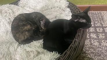 кошки свинкс: Котята короткошерстные, родились от родителей сфинксов - Окрас: одна — 4