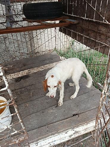 bala dana: Ov iti – İngilis setter tipli balaca - Cins: setter tipli ov iti - — 6