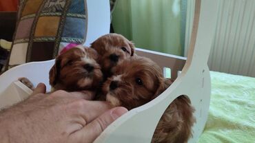 Psi: Cavapoo f1 stenci, otac toy red dark boja, majka king carls cavalier na lalafo.rs — 2 Psi: Cavapoo f1 stenci, otac toy red dark boja, majka king carls cavalier — 2