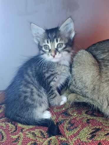 Pişiklər: Tabbi — 10