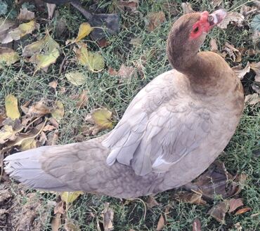 Ördəklər: Dişi, | Macar, Damazlıq, Pulsuz çatdırılma — 19