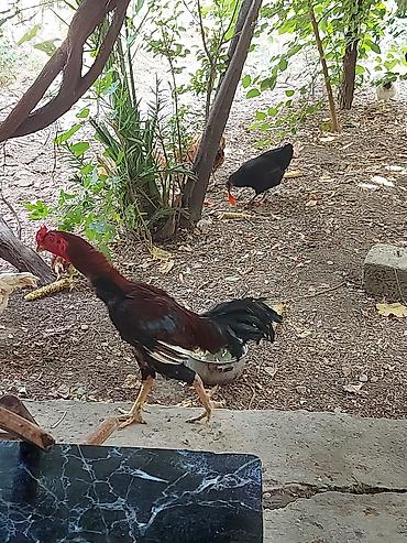 at satisi qiymetleri: Heyratı, qartal, ları xoruz. Xarkov cinsi toyuqlar. heyratı toyuqlar — 7