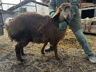 Баран, овца: Продаю | Овца (самка) | Для разведения | Ярка — 10