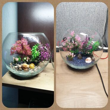 матка с ягненкам: Красивый круглый аквариум с красивой рыбкой Петушок ( объем 8 литров