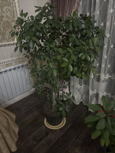 купить дерево лимона с плодами: Крупное комнатное растение в горшке — Бенджамина с утолщённым
