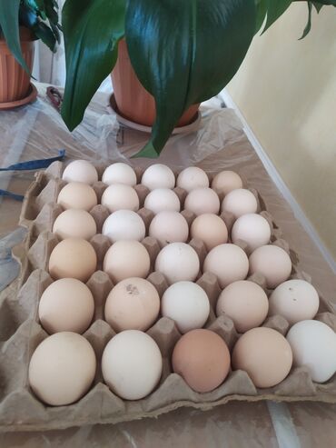 корм для птиц: Продаю инкубационные яйца адлеровской породы. Бишкек. р. 4.гор
