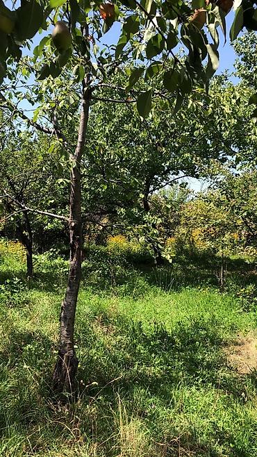 Продажа дач: Продаётся дом дача Бектоо(восход)5сотых,до города 6км 3комнат+гараж at lalafo.kg — 3 Продажа дач: Продаётся дом дача Бектоо(восход)5сотых,до города 6км 3комнат+гараж — 3