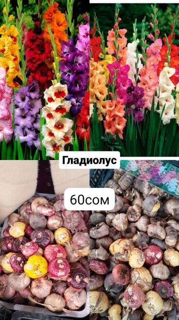 купить саженцы цветов в бишкеке: Семена и саженцы