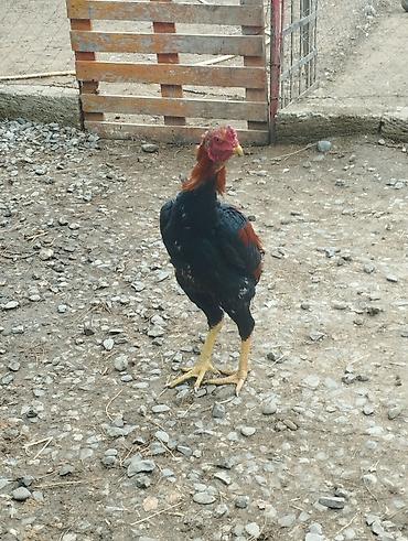 Xoruzlar: Məhsul: Qara-qırmızı rəng çalarlarında kənd xoruzları Təsvir: - Uzun — 10